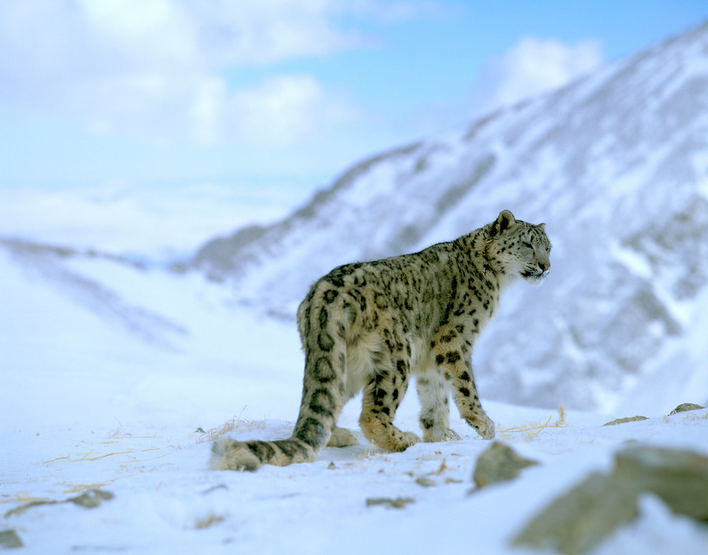 Snow Leopards: A Surprising Solution to Water & Climate Security? | Event
